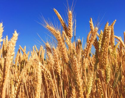 SHAVUOT: SU LEY Y SU ESPÍRITU